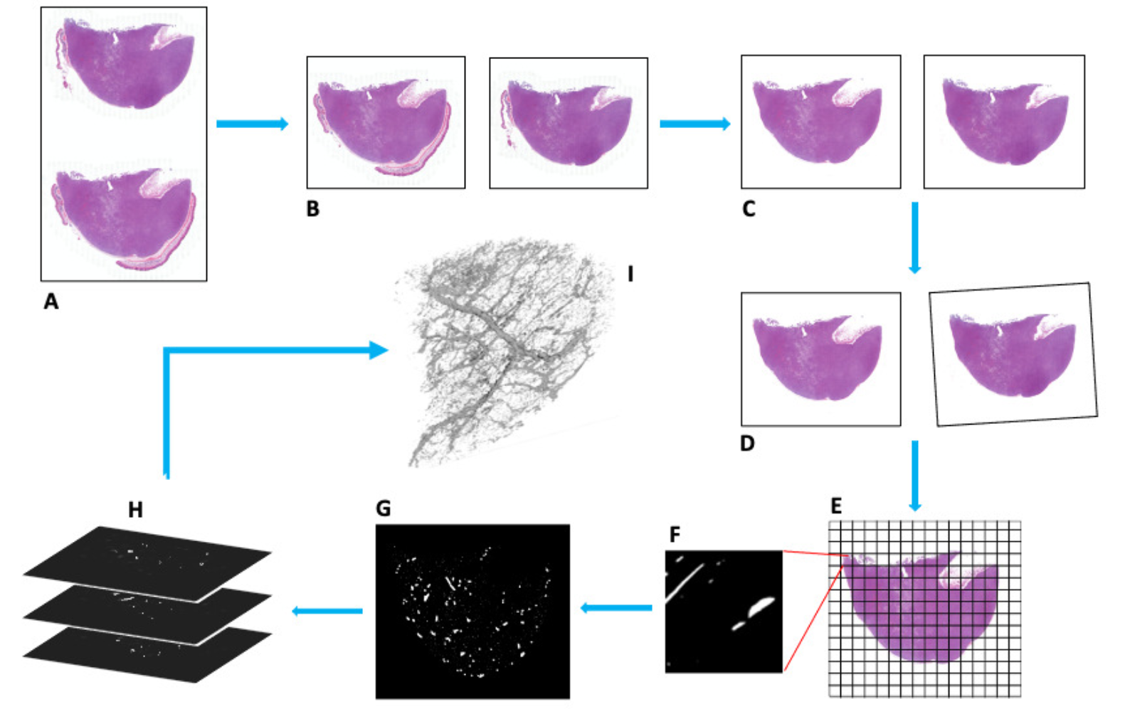 WSI 3D reconstruction
